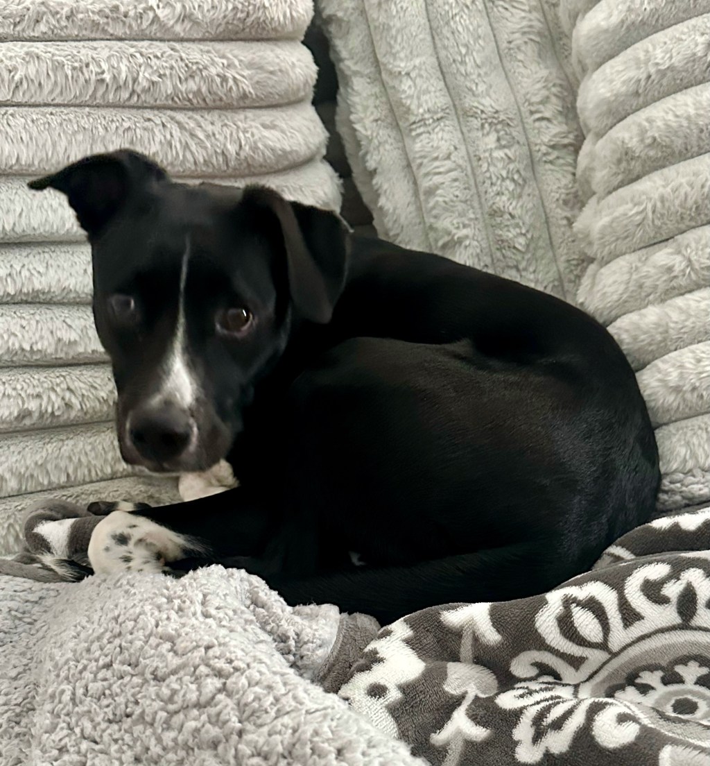 How Our Shelter Pup Changed Our Little&nbsp;Family